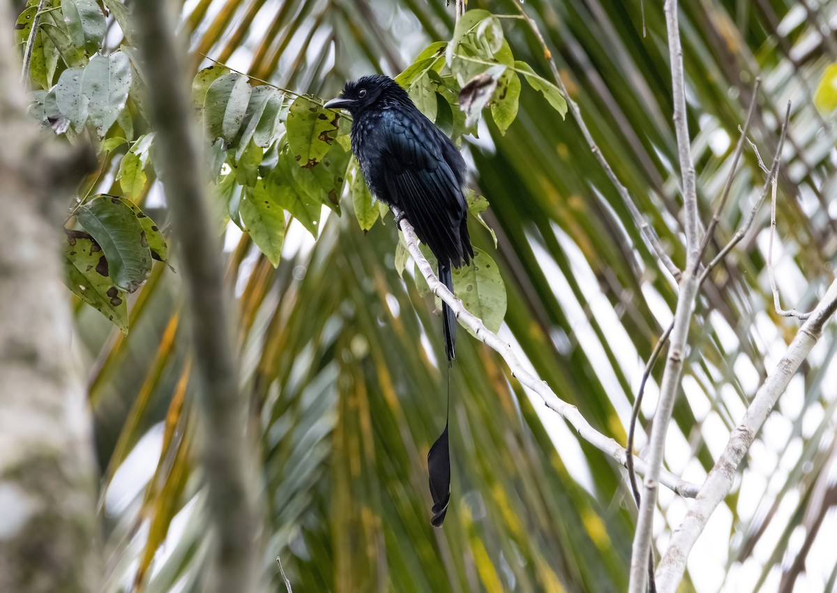 Greater Racket-tailed Drongo - ML617655231