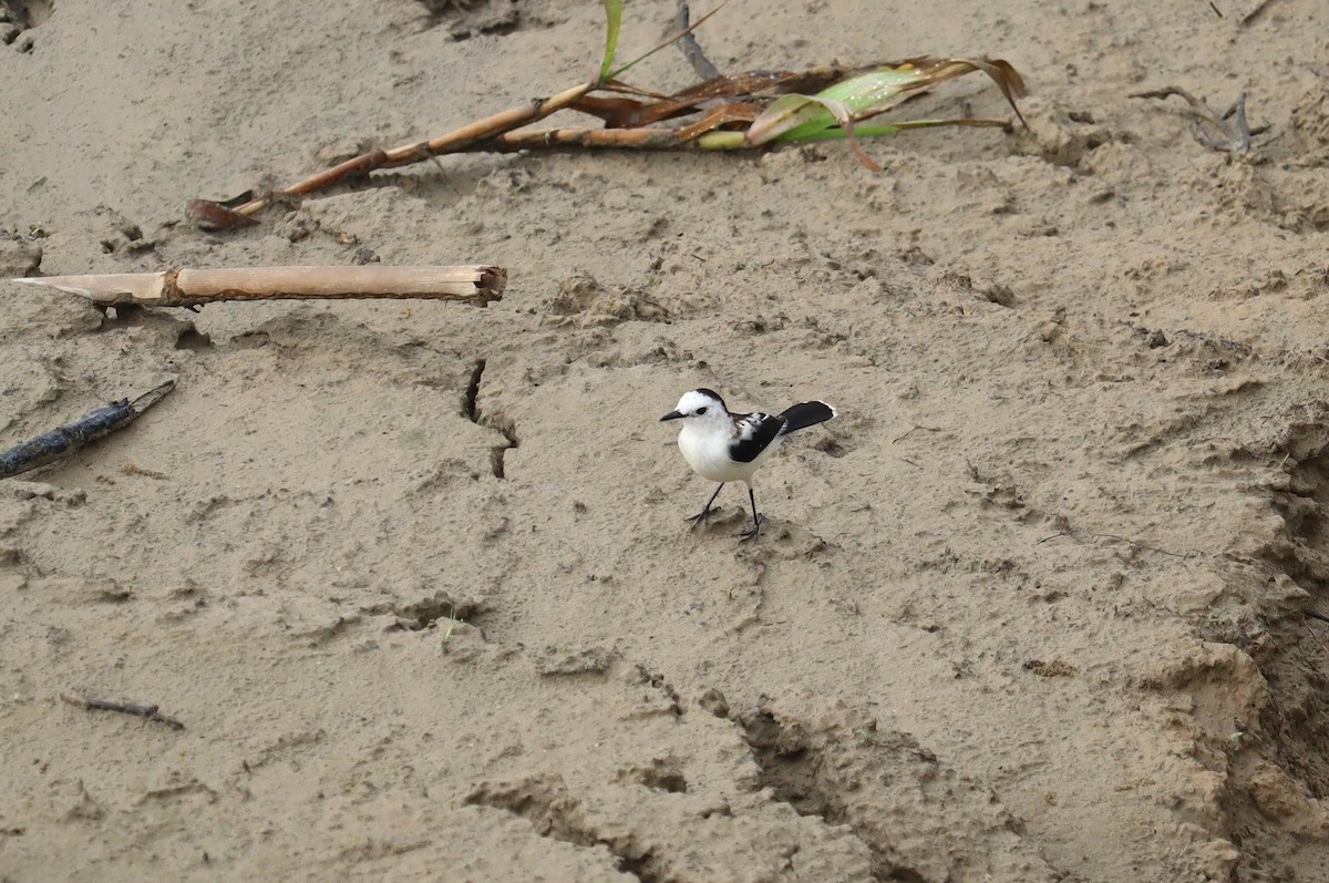 Pied Water-Tyrant - Pete Shen
