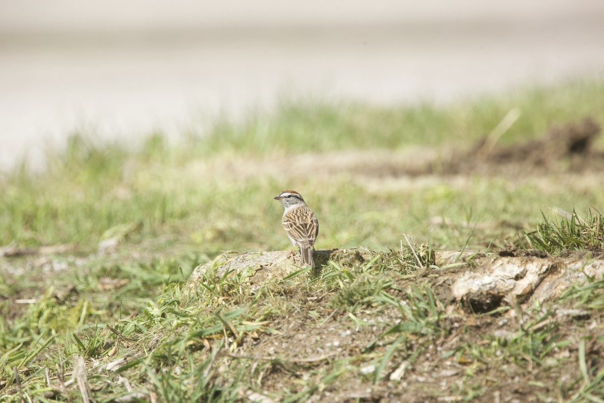 Chipping Sparrow - ML617655326