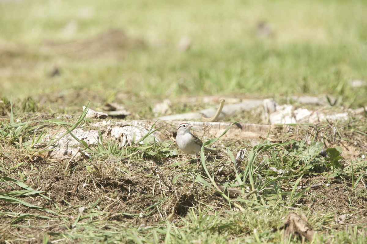 Chipping Sparrow - ML617655327