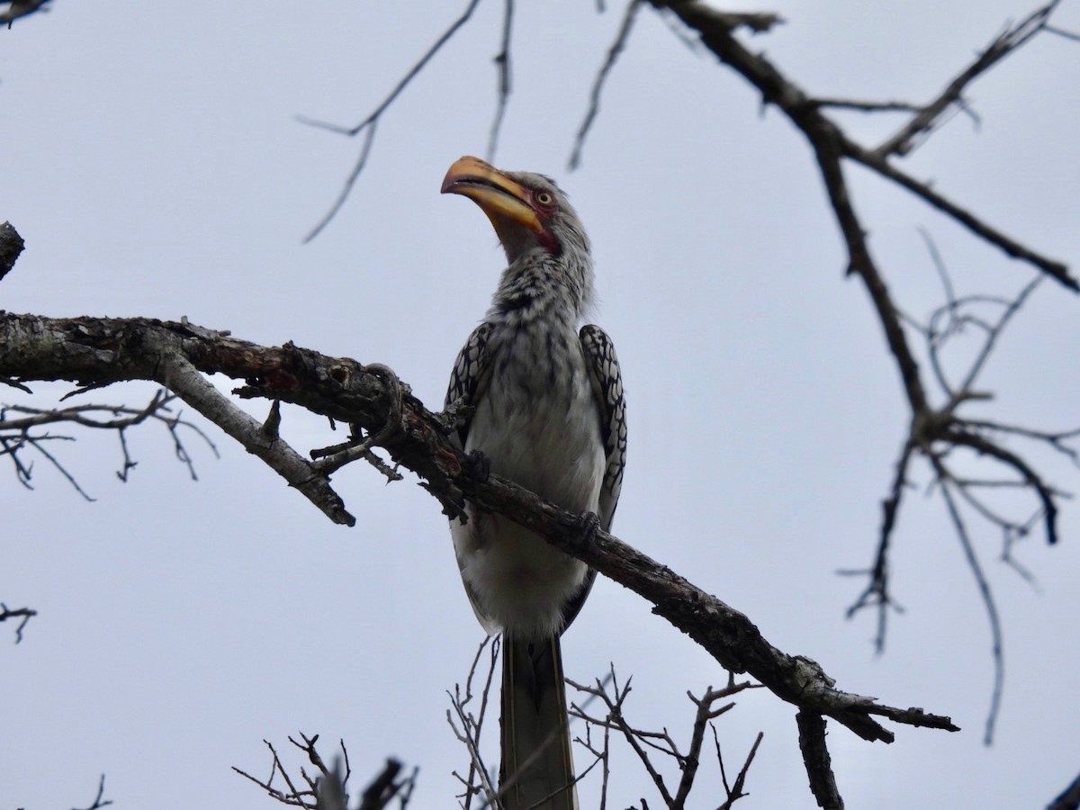 Southern Yellow-billed Hornbill - Timothy Kasper