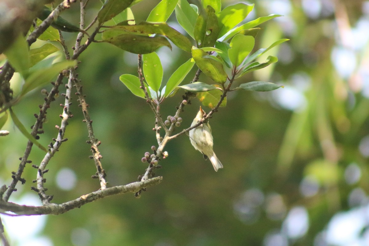 Davison's Leaf Warbler - ML617655340