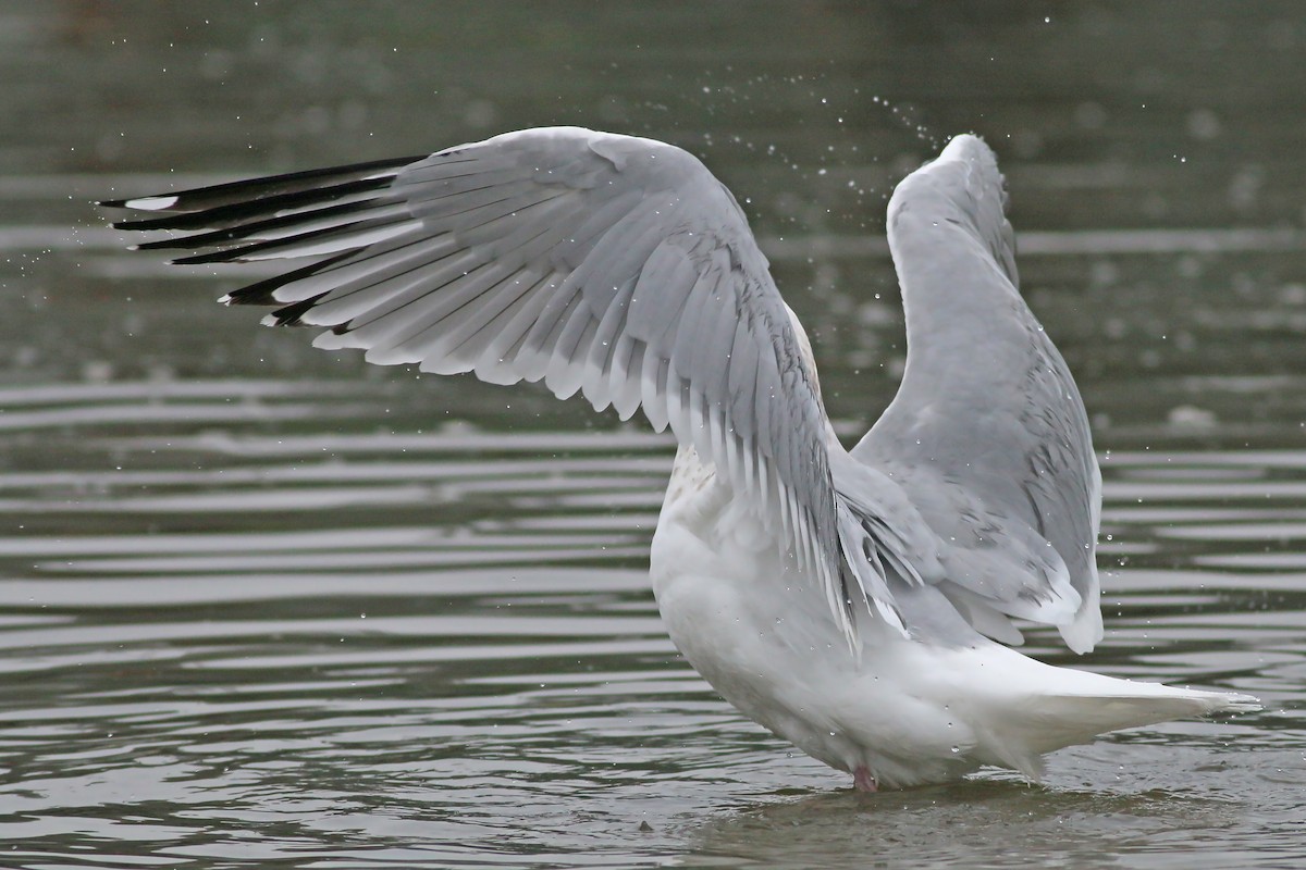 Iceland Gull (Thayer's) - Jan Andersson