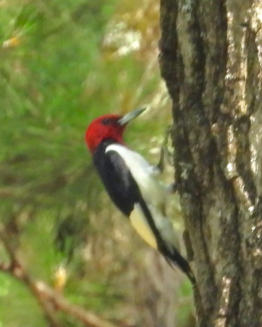 Red-headed Woodpecker - ML617655366