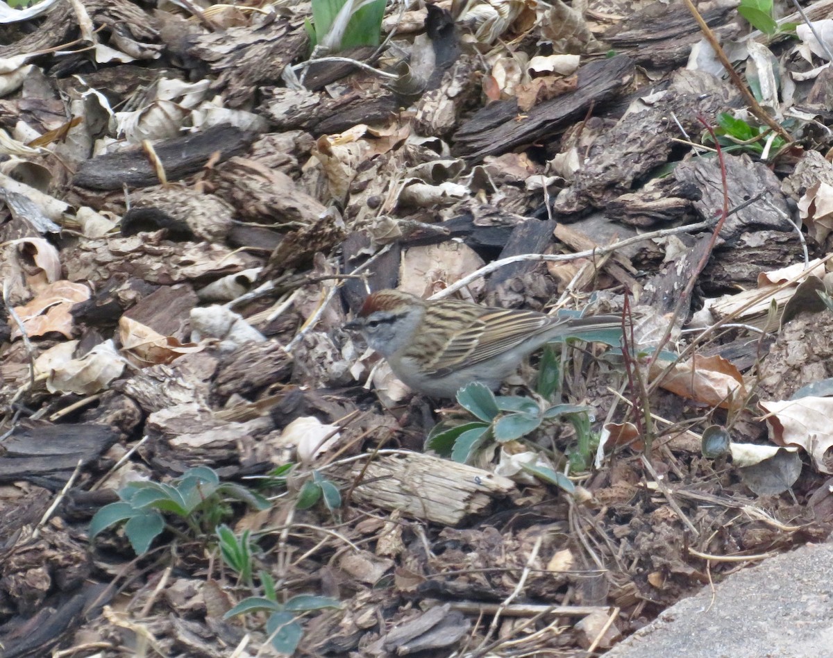 Chipping Sparrow - ML617655368