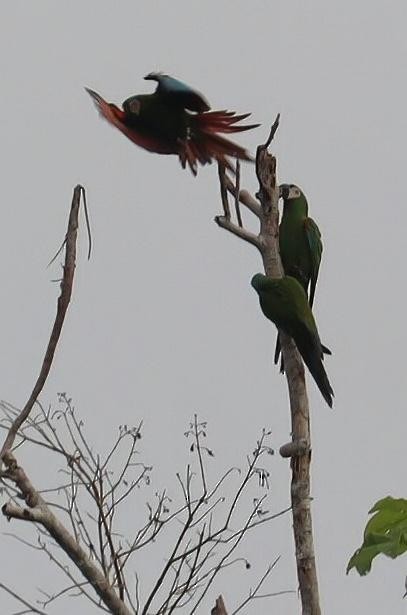 Chestnut-fronted Macaw - Pete Shen