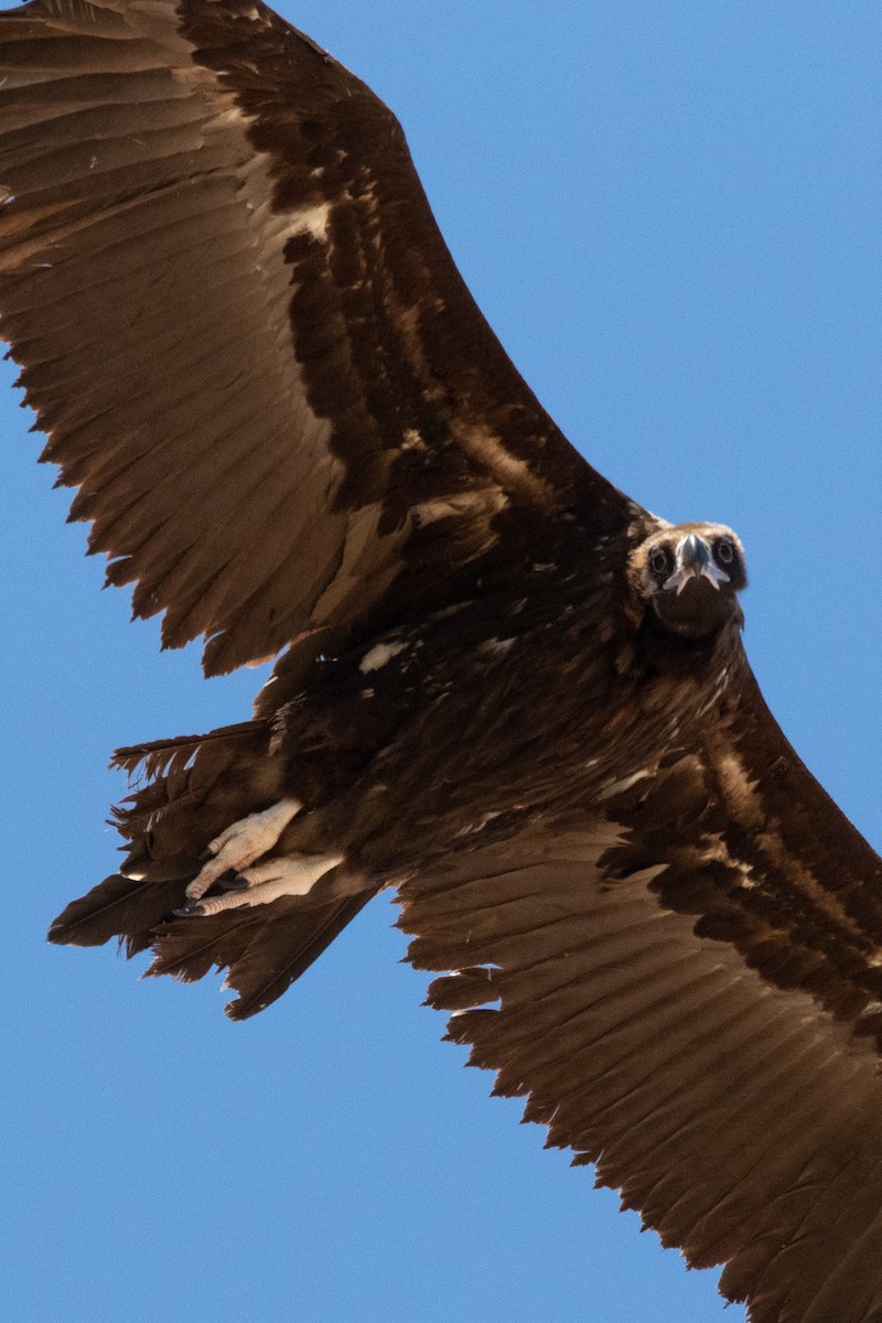 Cinereous Vulture - ML617655437