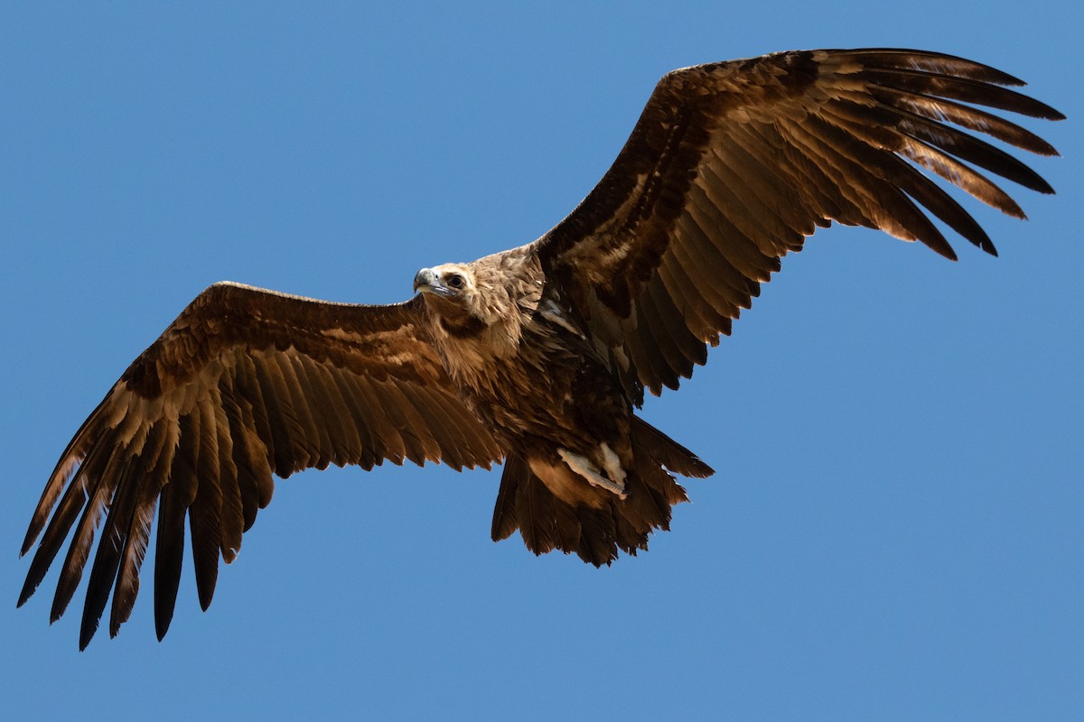 Cinereous Vulture - ML617655446