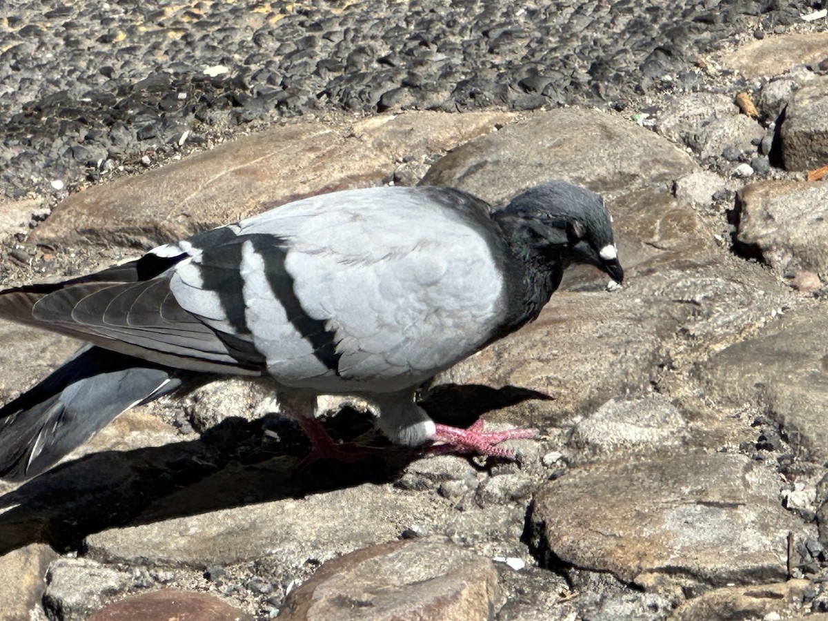 Rock Pigeon (Feral Pigeon) - ML617655452