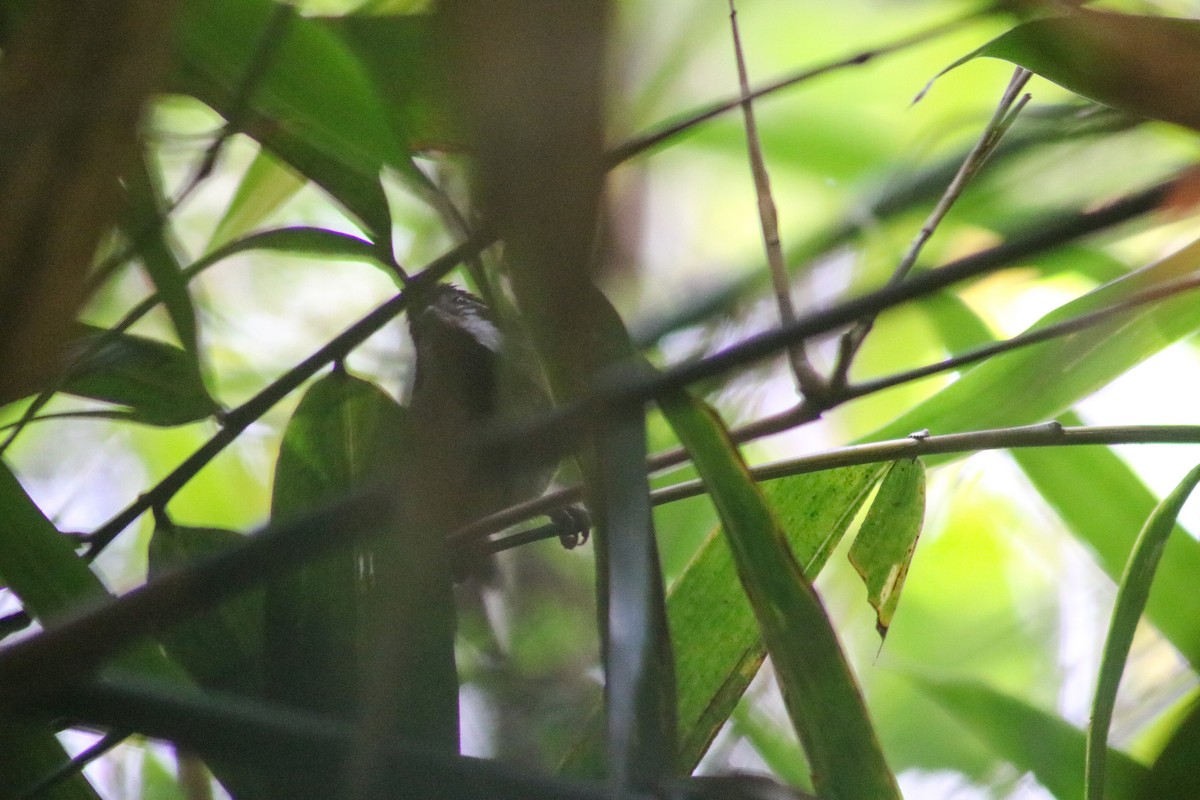Black-throated Parrotbill (Black-eared) - ML617655458