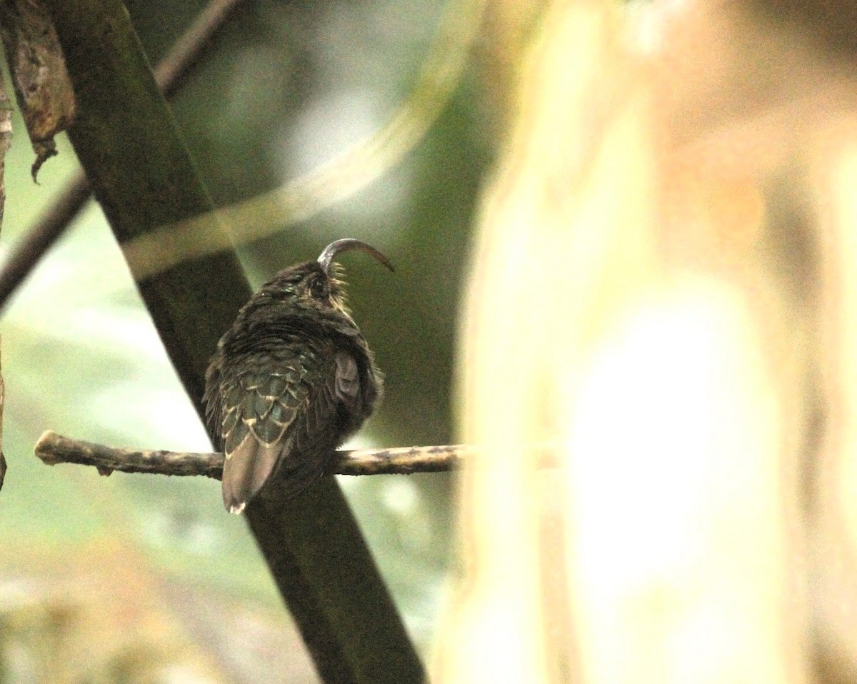 kolibřík orlozobec - ML617655485