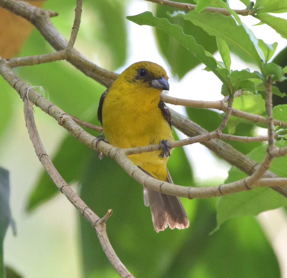 White-winged Tanager - ML617655741