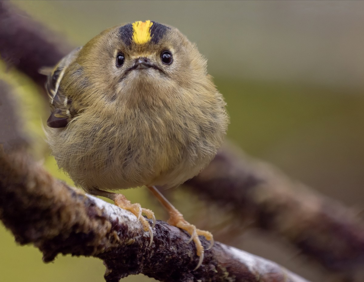 Goldcrest (Western Azores) - Guillermo Risco