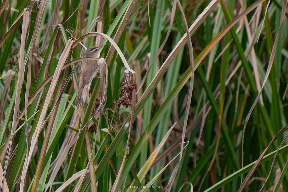 Black-browed Reed Warbler - Kittakorn Inpang