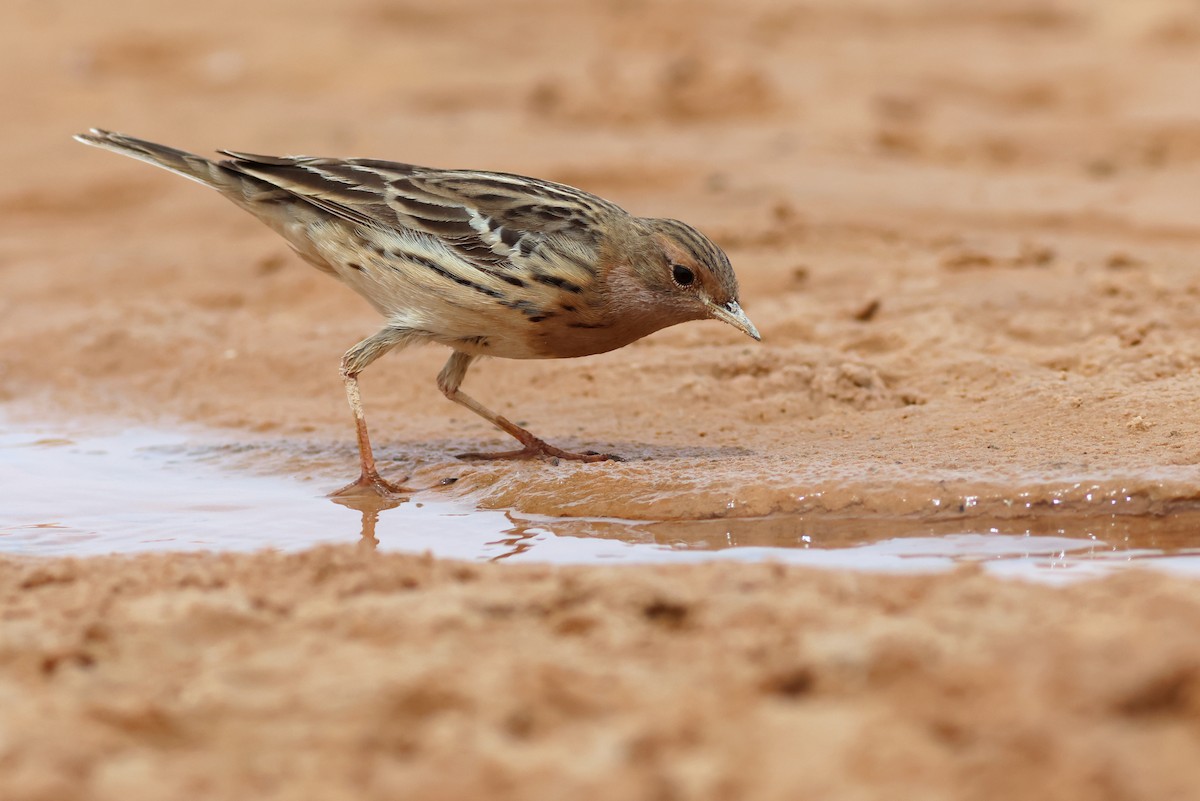 Red-throated Pipit - ML617655933