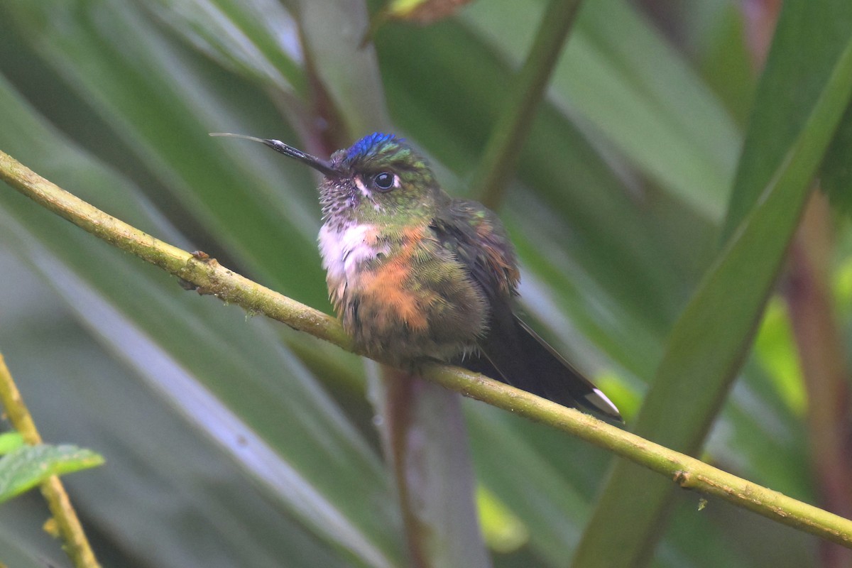 Violet-tailed Sylph - ML617655946