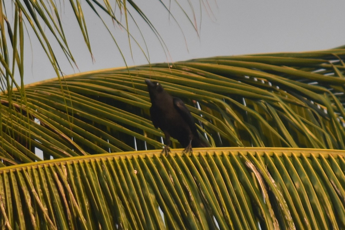 Large-billed Crow (Large-billed) - Datulabi Jr. Untong