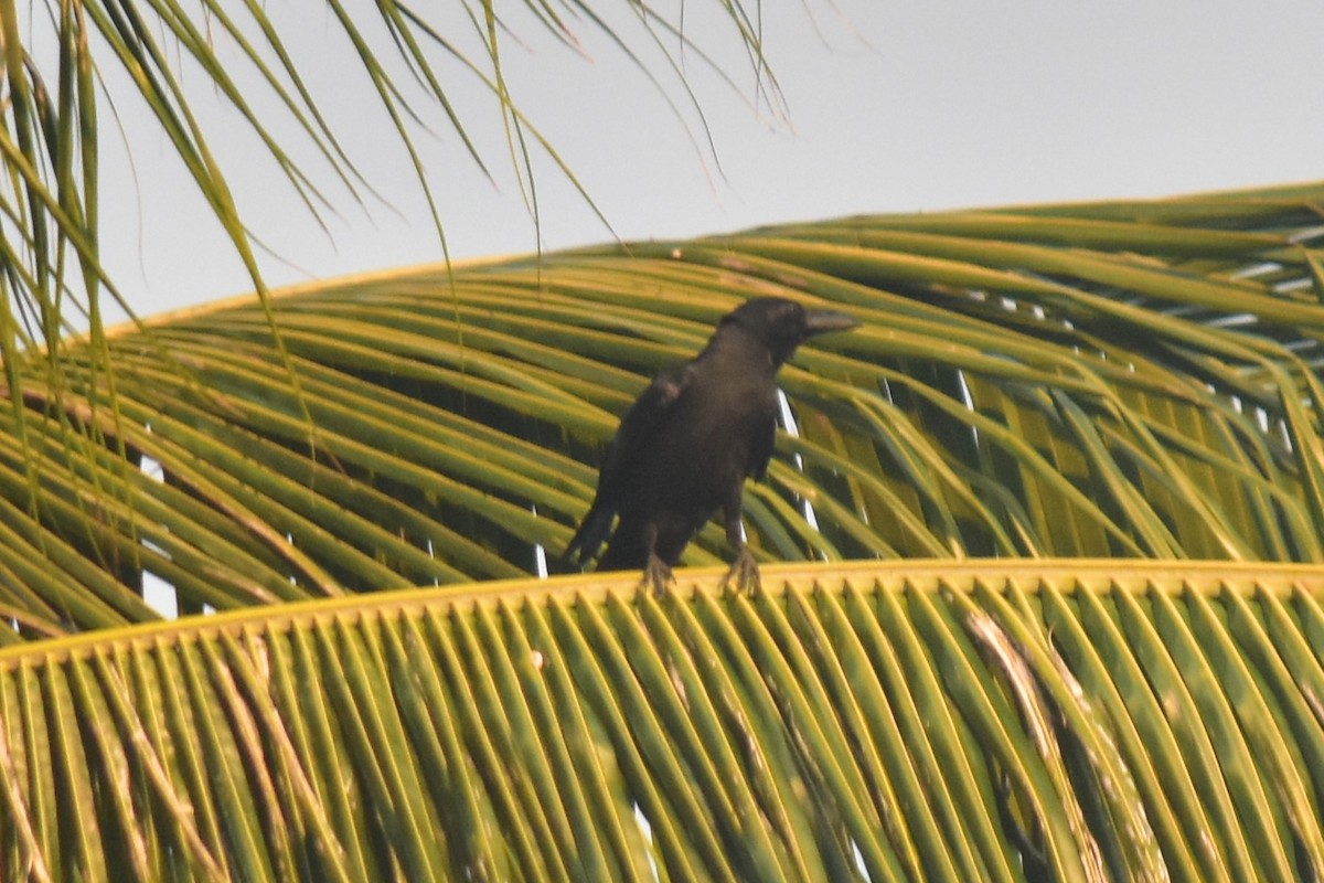 Large-billed Crow (Large-billed) - ML617656031