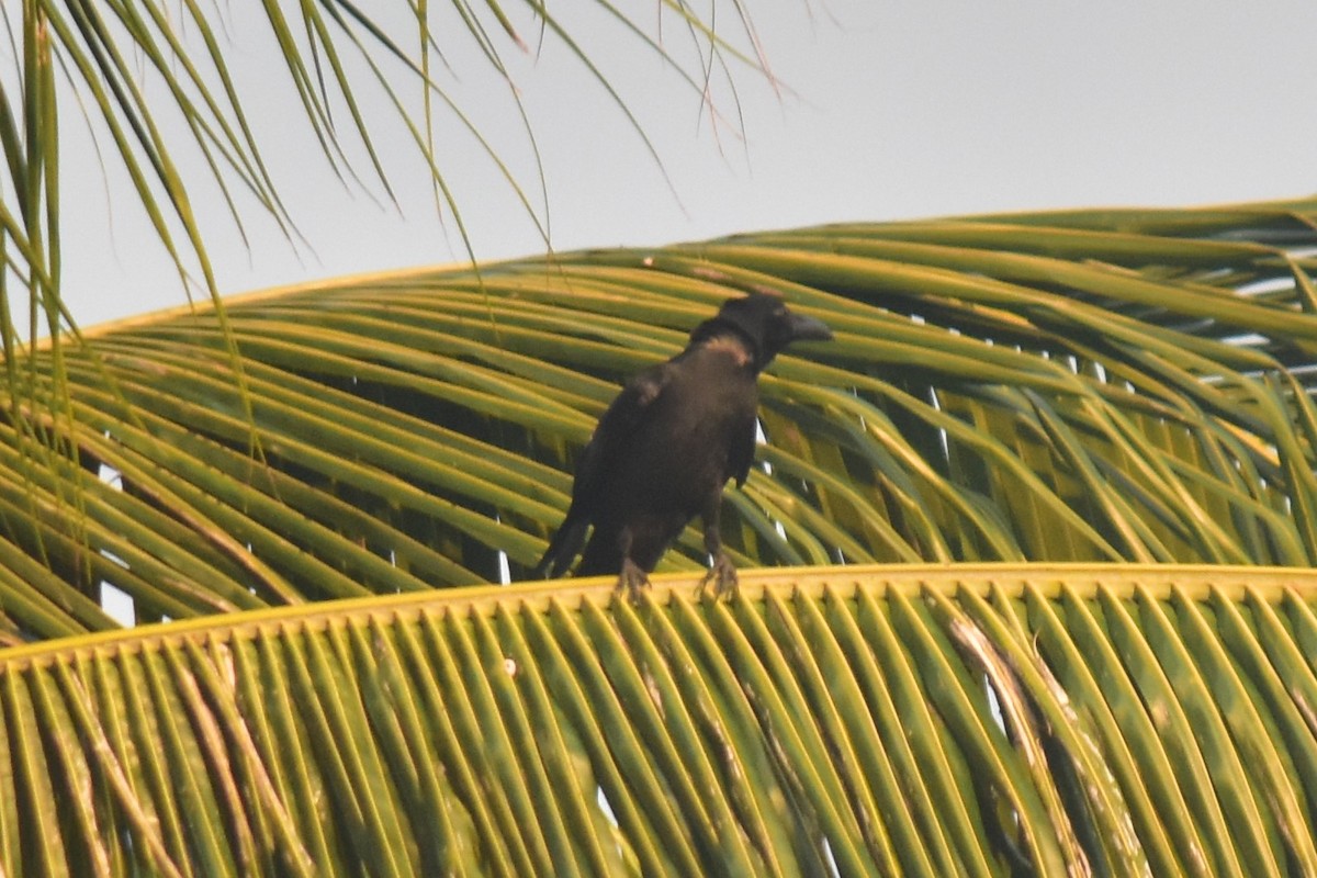Large-billed Crow (Large-billed) - ML617656033