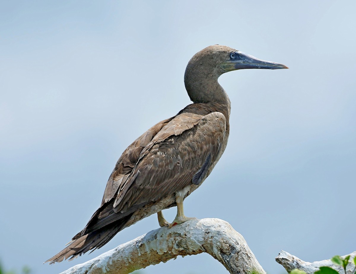 Brown Booby - ML617656034