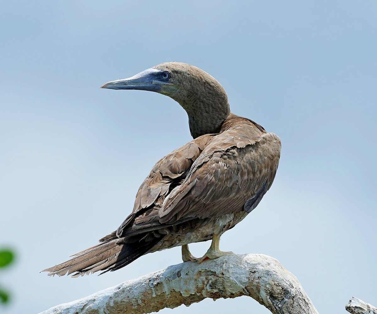 Brown Booby - ML617656035