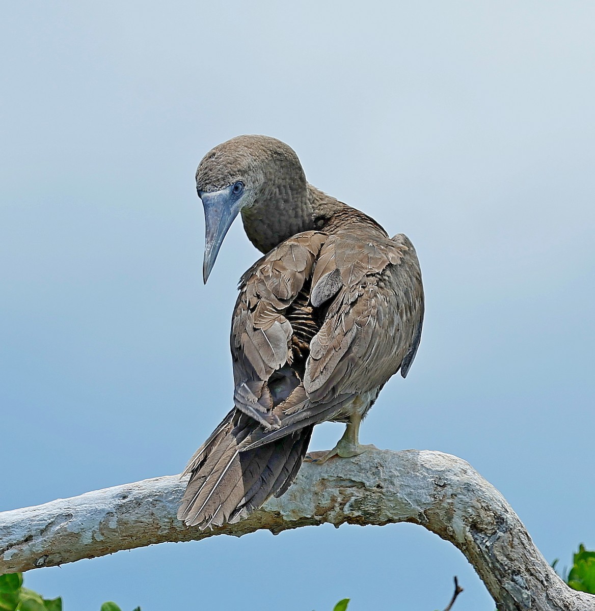 Brown Booby - ML617656036