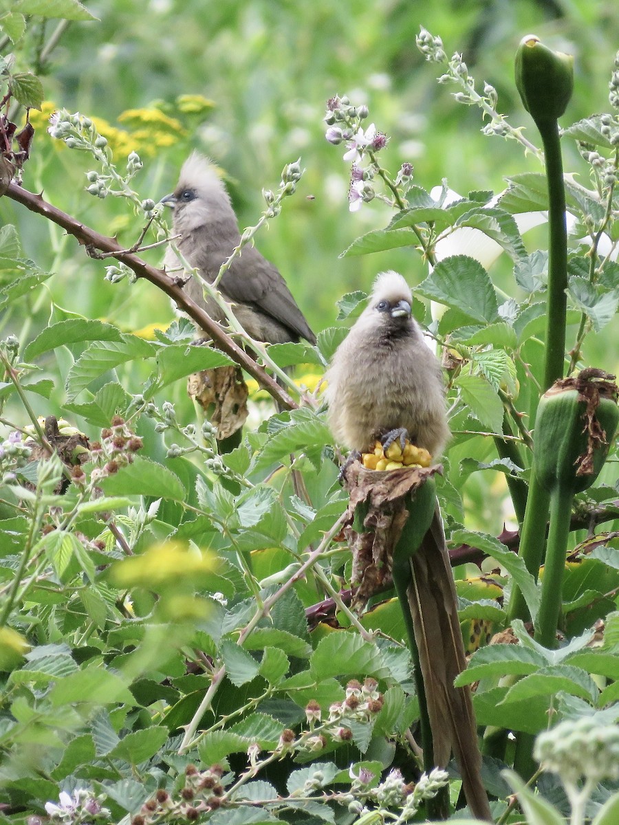 Speckled Mousebird - ML617656065