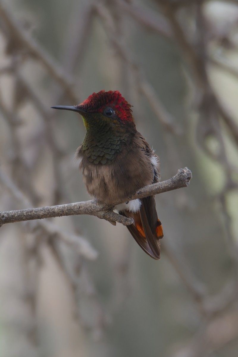 kolibřík červenohlavý - ML617656107