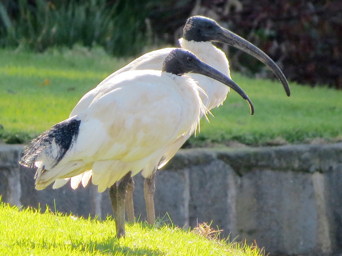 ibis australský - ML61765611