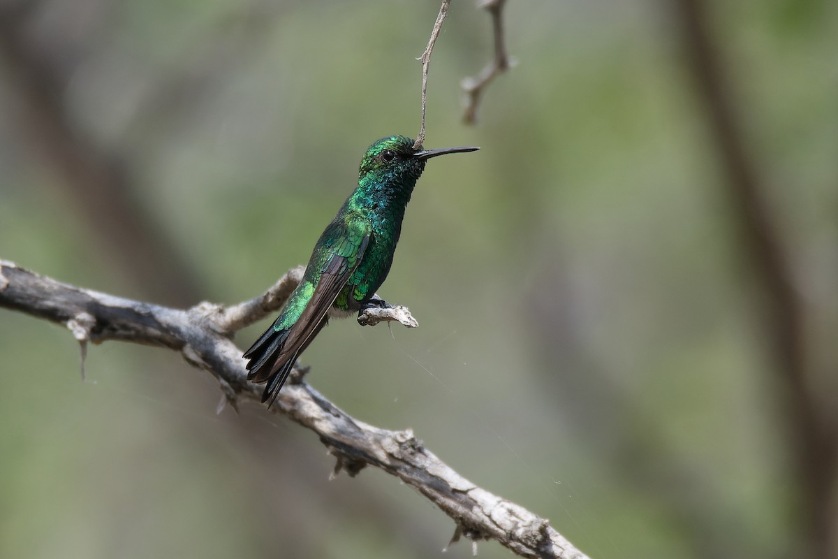 Blue-tailed Emerald - ML617656117