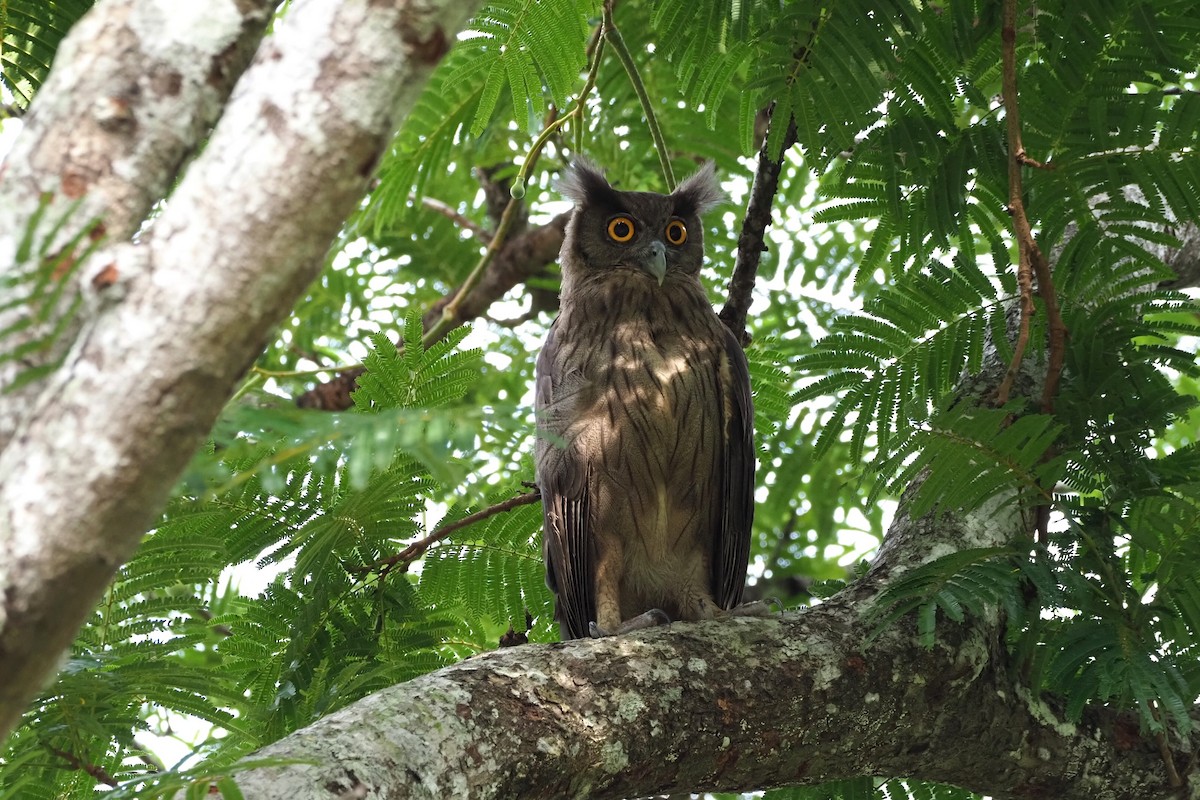 Dusky Eagle-Owl - ML617656221