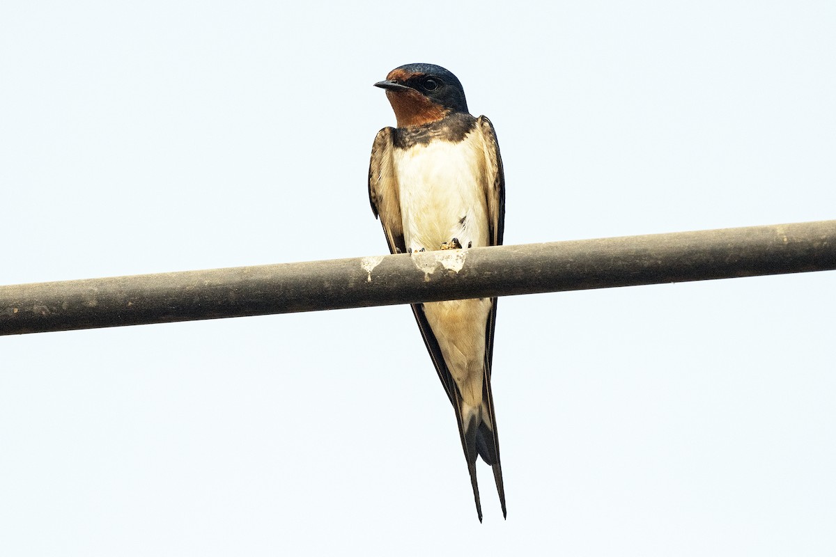 Barn Swallow (Buff-bellied) - ML617656242