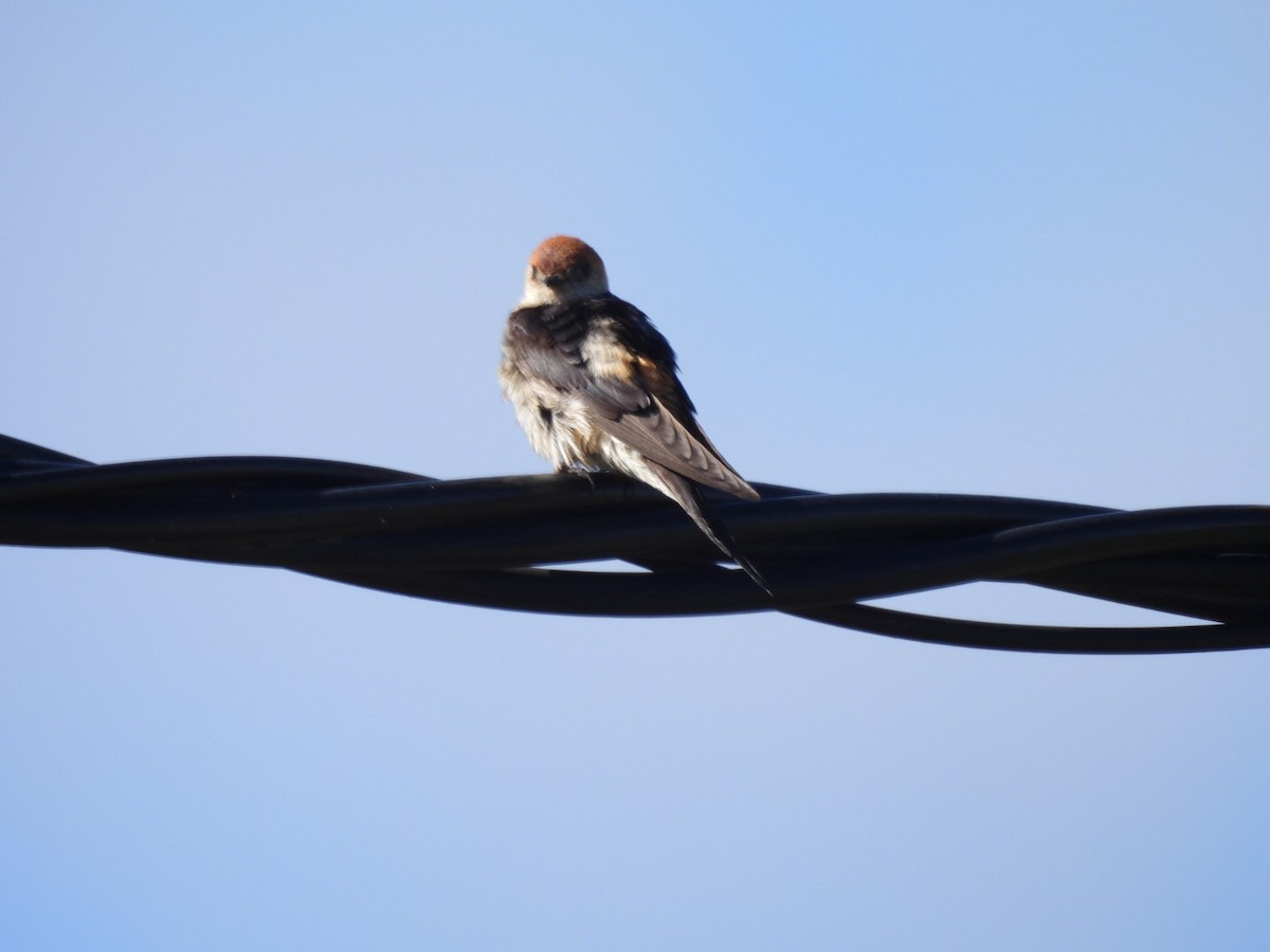 Greater Striped Swallow - ML617656258