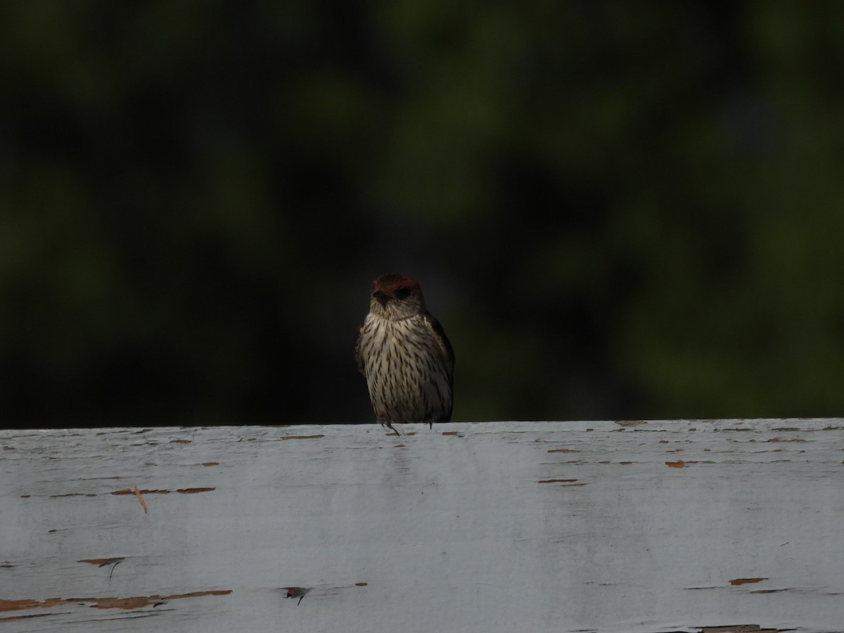 Greater Striped Swallow - ML617656259