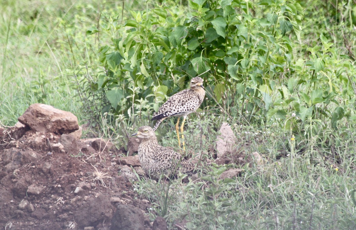 Spotted Thick-knee - Rodger Titman