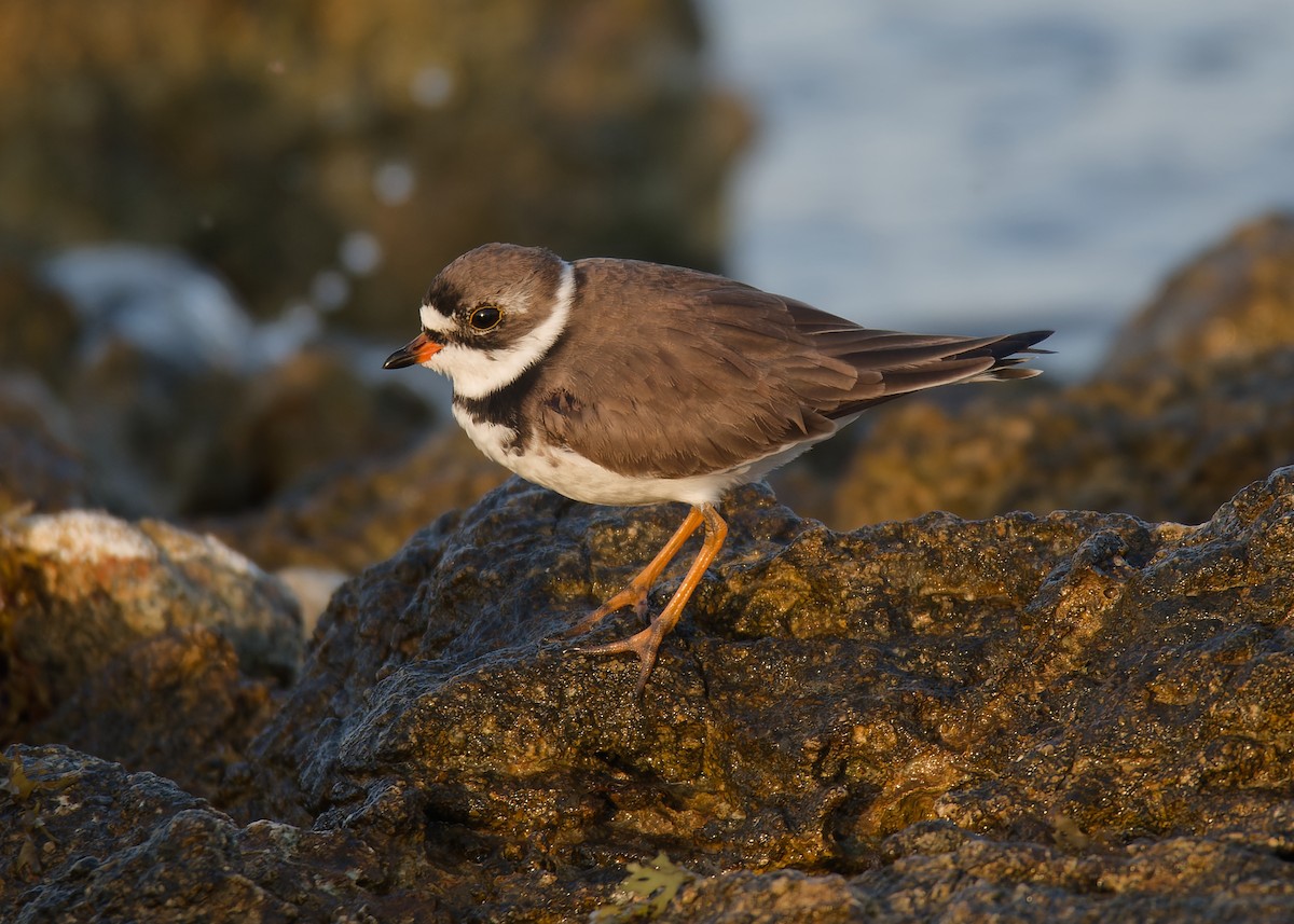 Semipalmated Plover - ML617656389