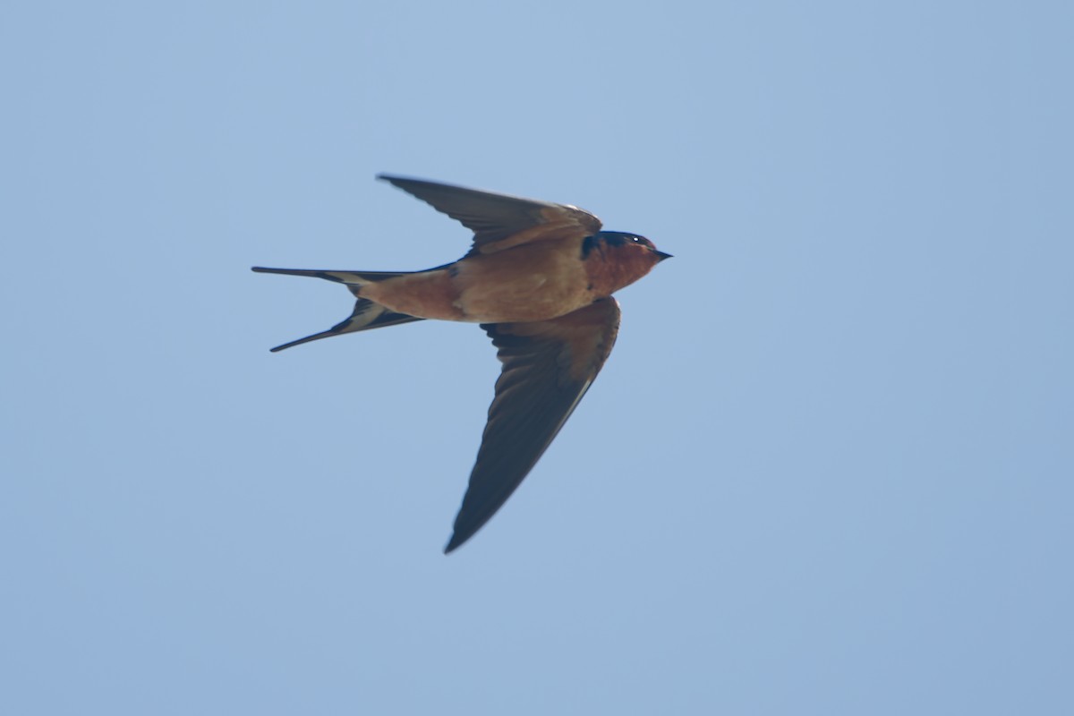 Barn Swallow - ML617656399