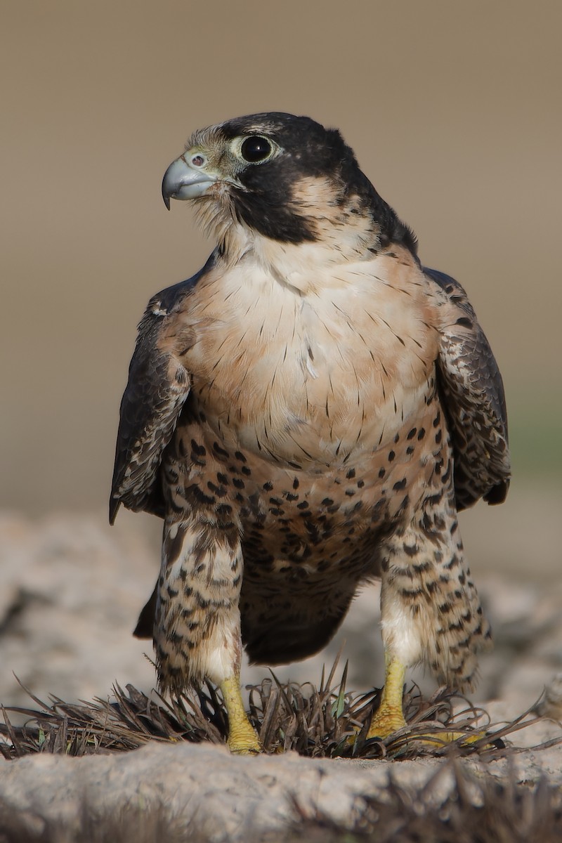 Peregrine Falcon - Michiel Oversteegen