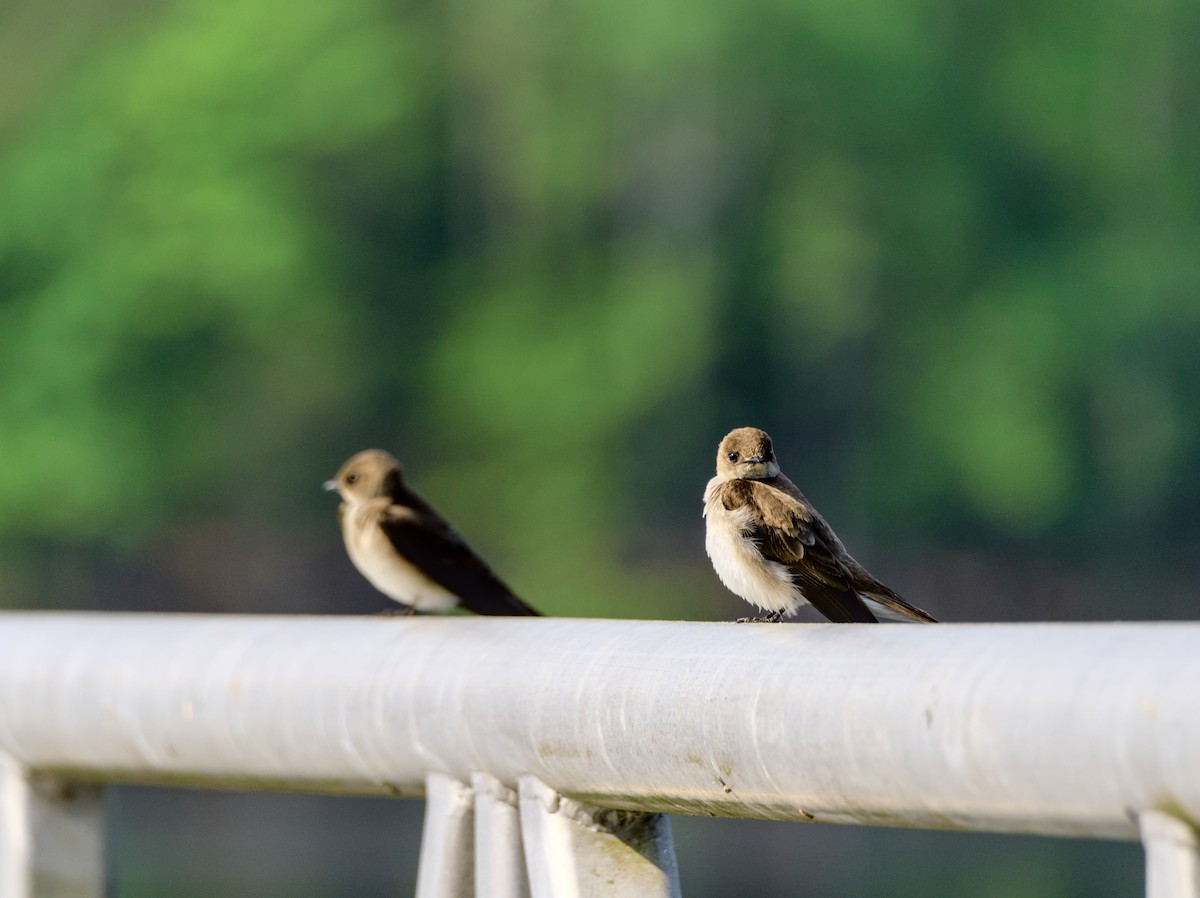 Northern Rough-winged Swallow - ML617656473