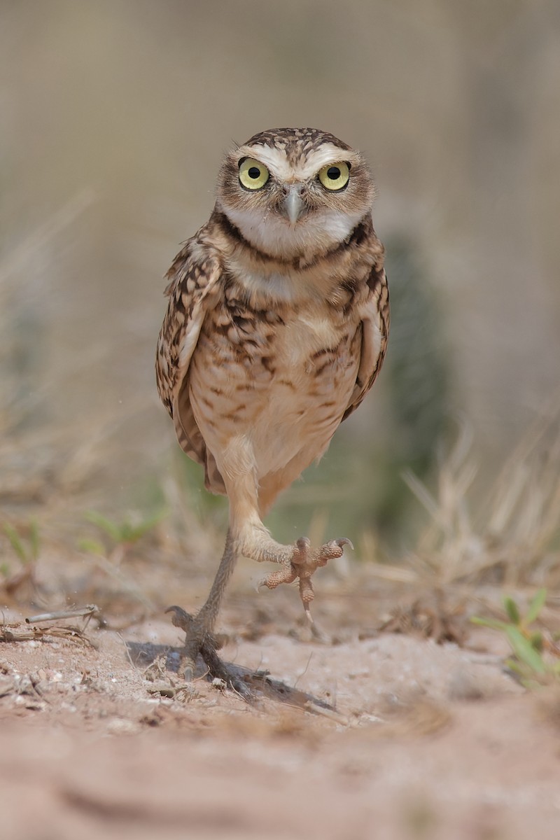 Burrowing Owl - ML617656514