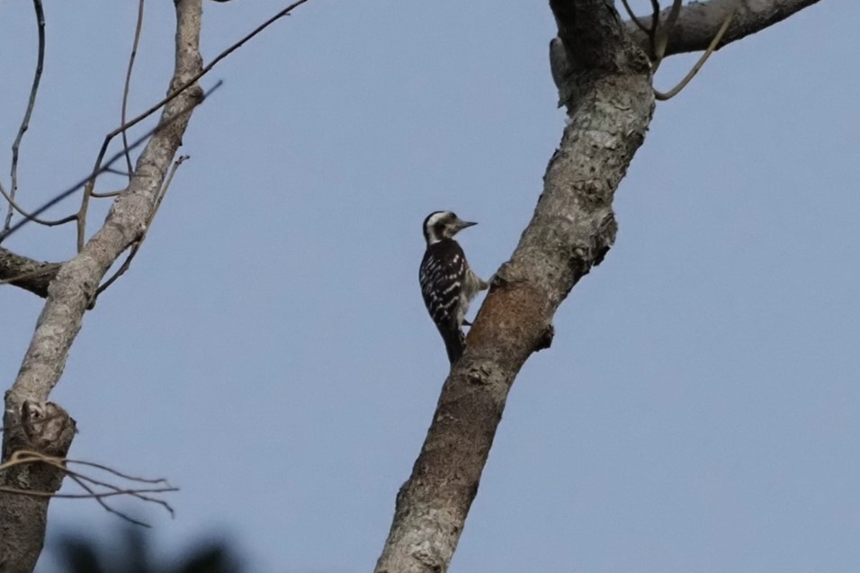 Gray-capped Pygmy Woodpecker - ML617656515