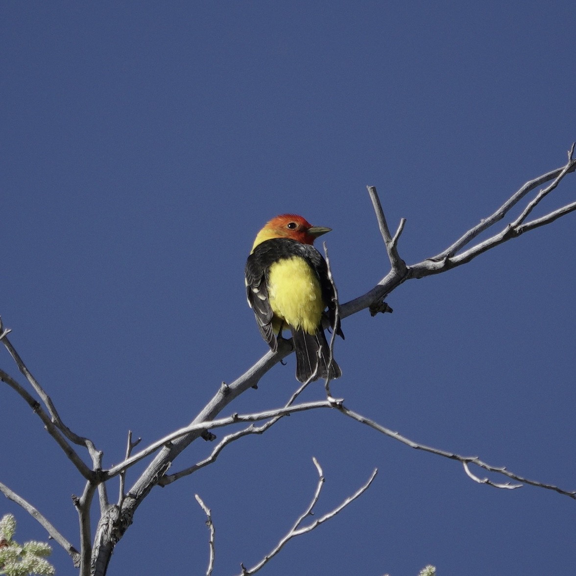 Western Tanager - ML617656539