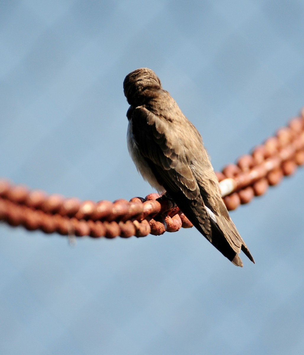 Northern Rough-winged Swallow - Michael Preston