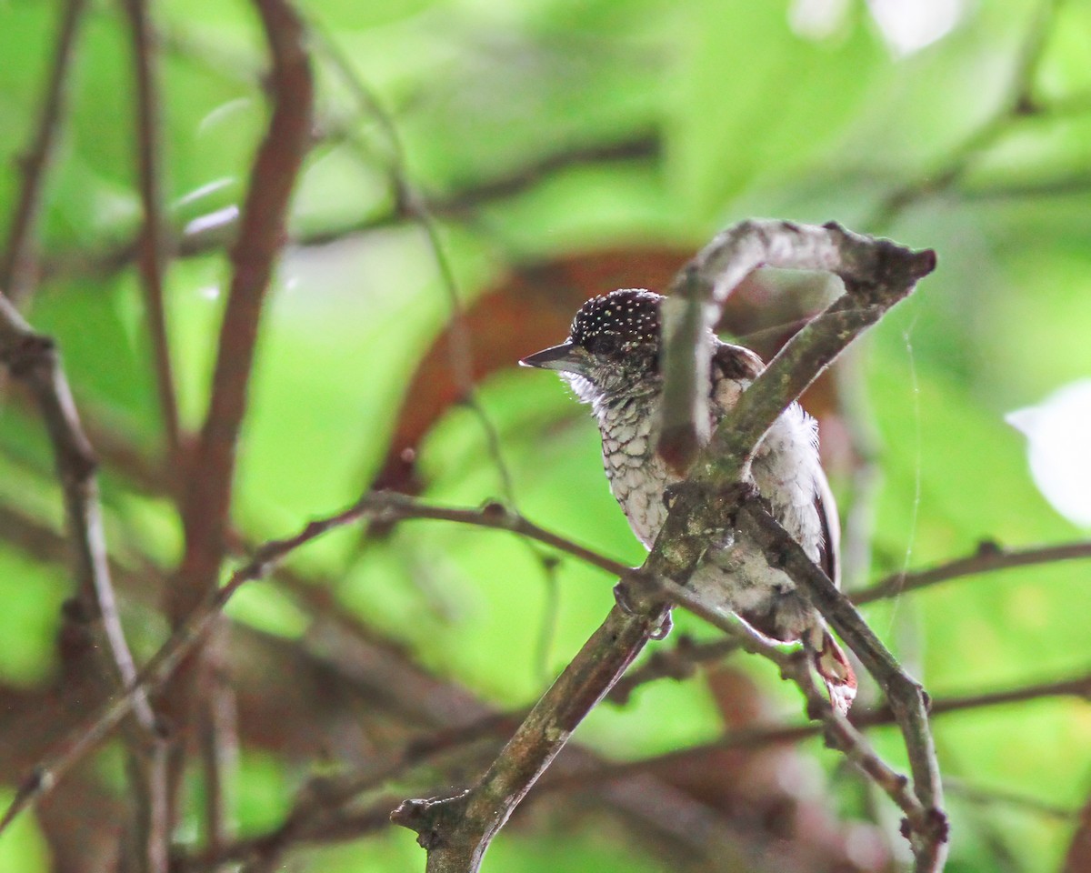 Scaled Piculet - ML617656659