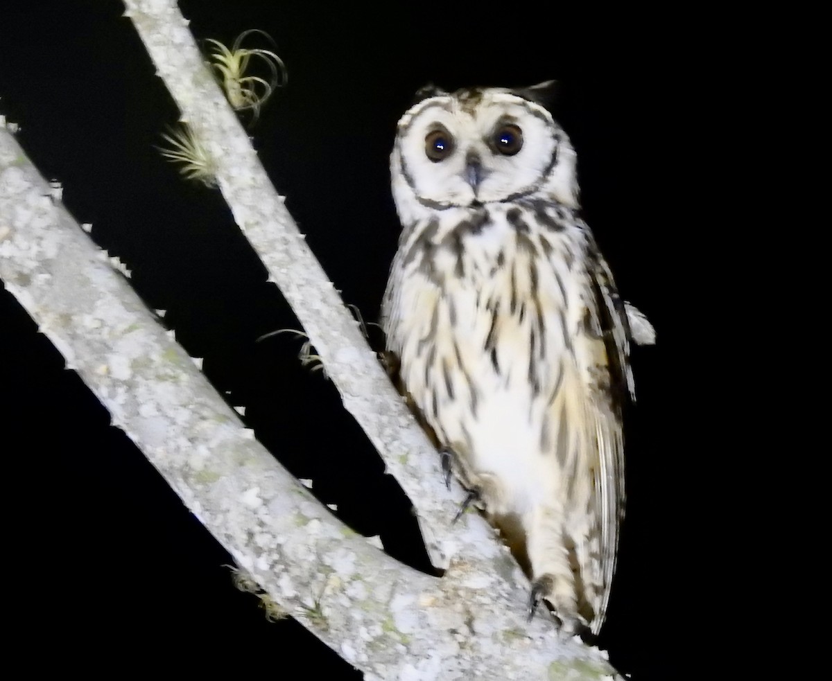 Striped Owl - ML617656779