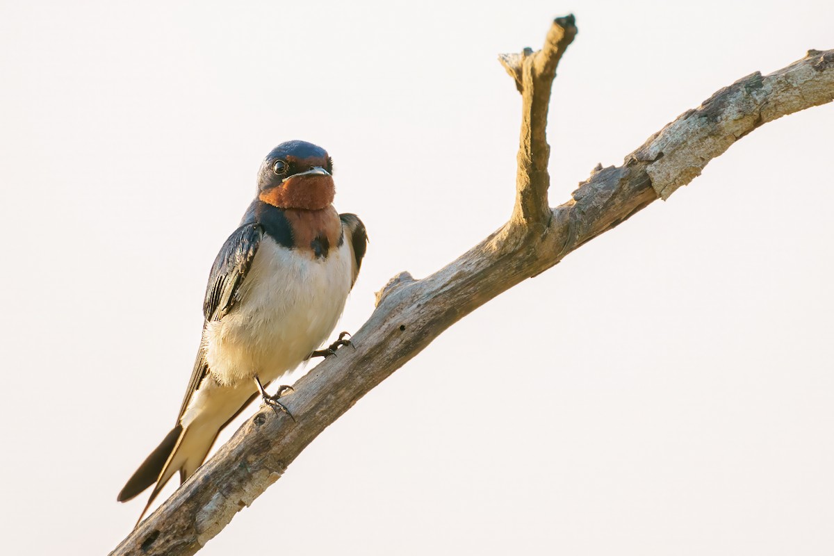 Red-chested Swallow - ML617656877