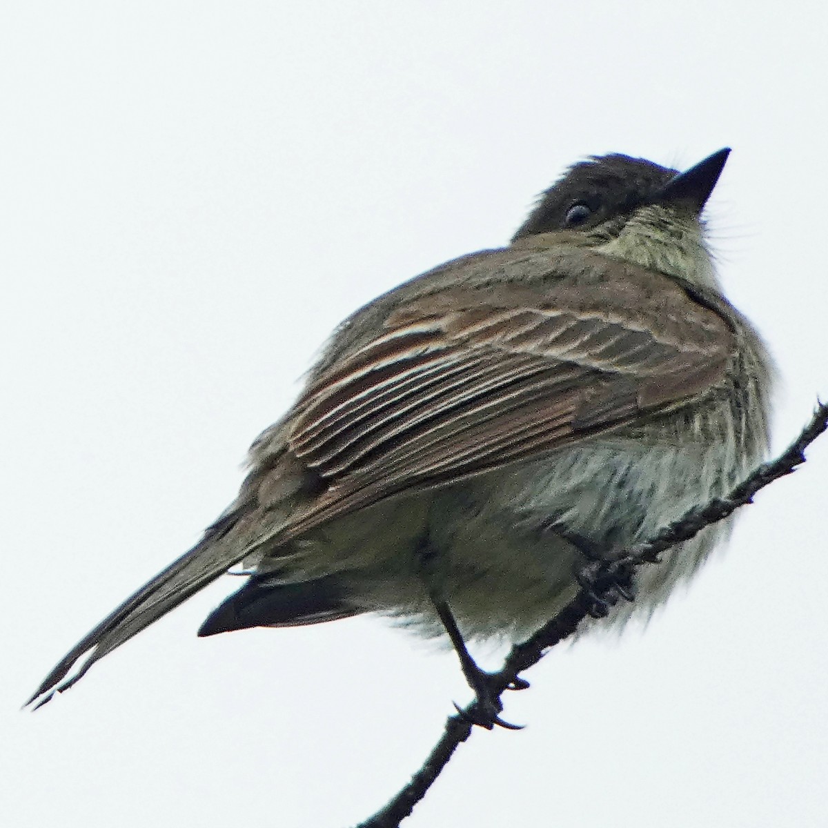 eBird Checklist - 19 Apr 2024 - Villanueva State Park - 1 species
