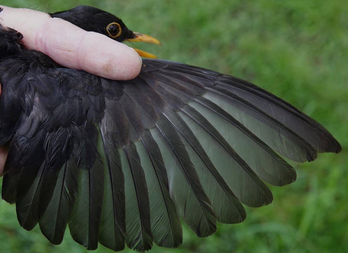 Eurasian Blackbird - ML617656890