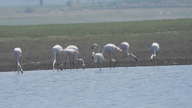 Greater Flamingo - ML617656897