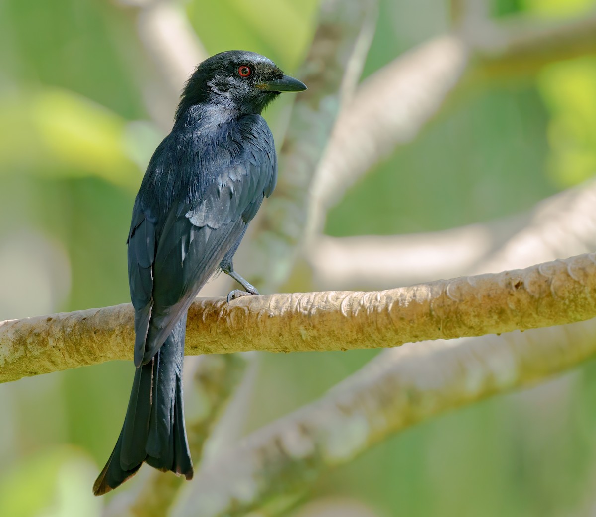 Fork-tailed Drongo - ML617657012